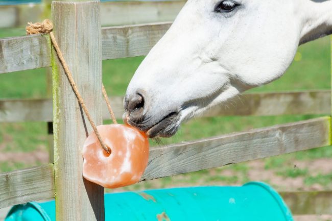Picture for category Animal Salt